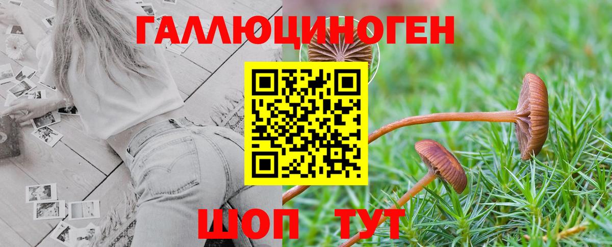 Псилоцибиновые грибы Psilocybine cubensis Норильск
